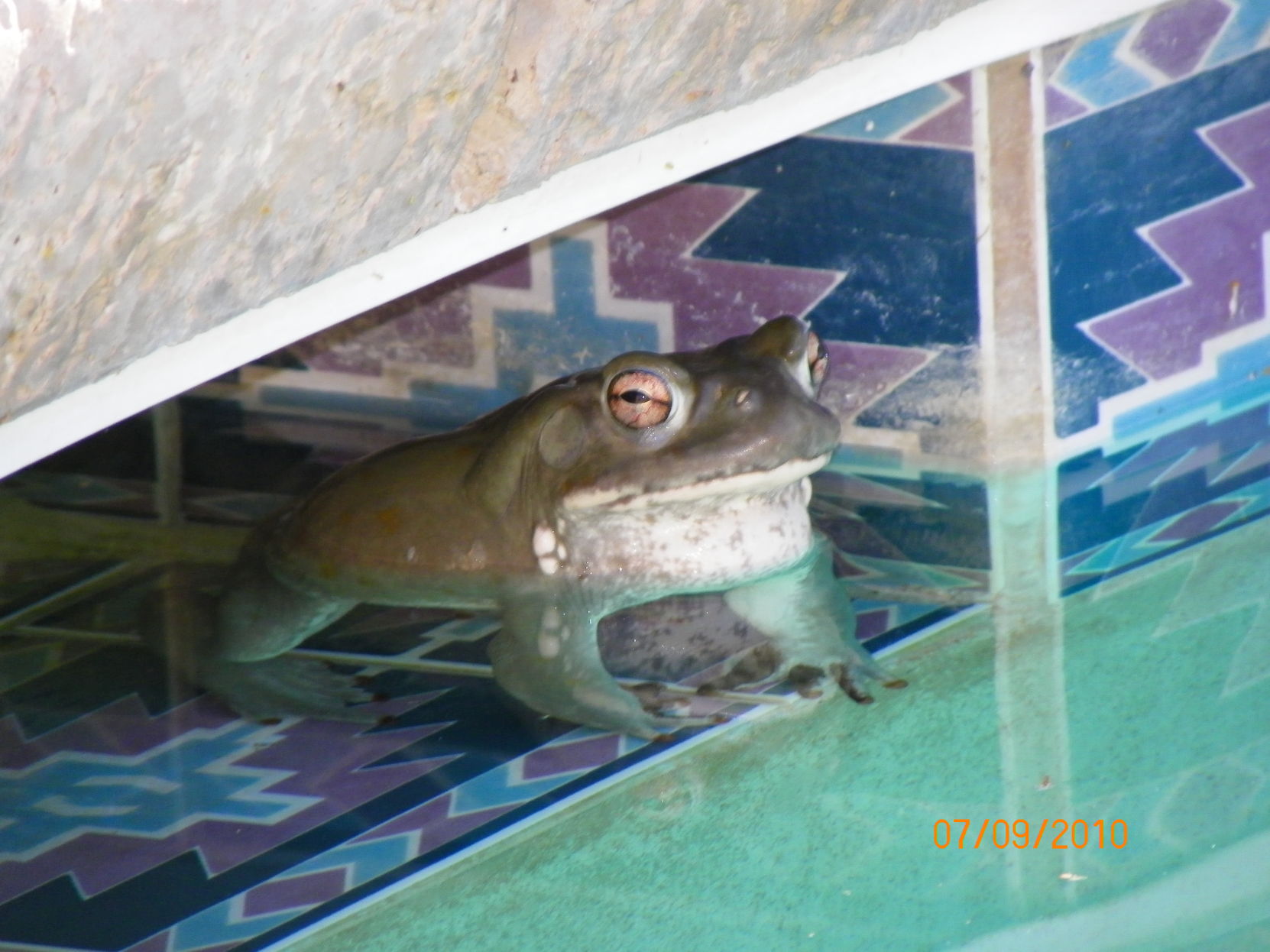Giant Colorado River toad